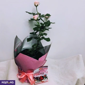 Light Pink Rose Plant With A Fertilizer Packet Buy Pamunuwa Flower Centre Online for Flowers