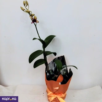 Bicolour Dendrobium Orchid Plant Gift Sri Lanka  Online for none