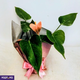 Rainbow Anthurium Plant  Online for none