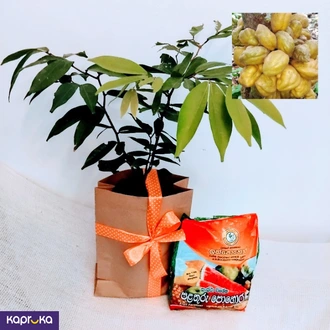Naminan Plant With A Fertilizer Packet Buy Flower Delivery Online for specialGifts