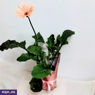 Pinkish Cream Colour Gerbera Plant Buy Flower Delivery Online for specialGifts