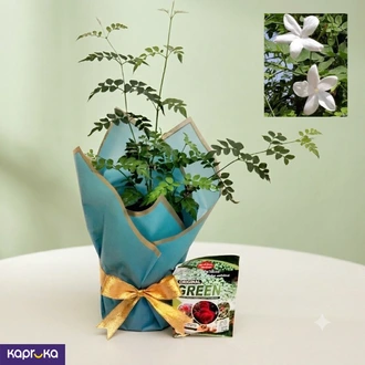 Jasmin Plant With Fertilizer Packet Buy Flower Delivery Online for specialGifts