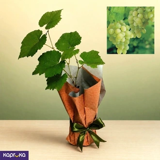 Grape Plant Buy Pamunuwa Flower Centre Online for Flowers