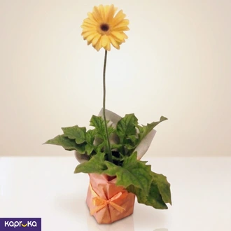 Yellow Gerbera Plant - Live Flowering Gift Sri Lanka  Online for none