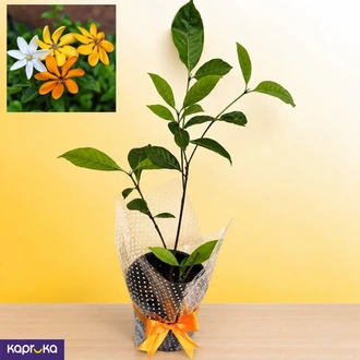 Vihara Idda Fragrant Flowering Plant - Live Gardenia Sri Lanka  Online for none