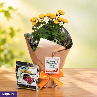 Teachers Day Yellow Chrysanthemum Plant Gift Sri Lanka  Online for none