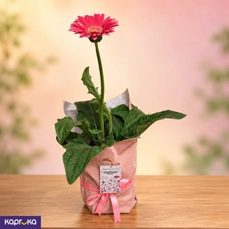 Teachers Day Pink Gerbera Plant Gift - Sri Lanka  Online for none