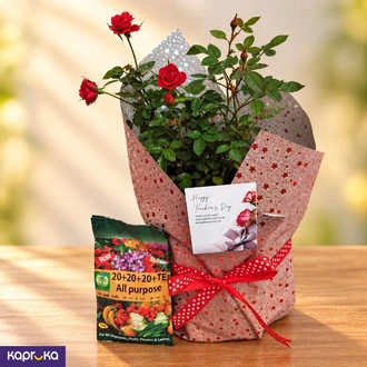 Teachers Day Red Baby Rose Plant Gift with Fertiliser  Online for none