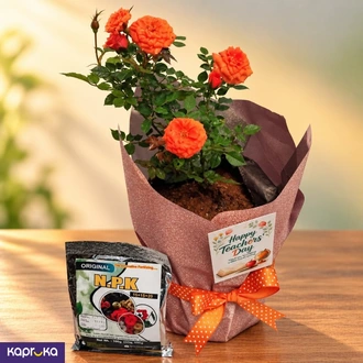 Teachers Day Baby Rose Plant Gift with Fertiliser Sri Lanka  Online for none