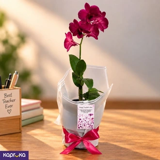 Teachers Day Gift Purple Orchid Plant Sri Lanka  Online for none