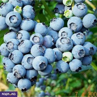 All Natural Blueberries 100g - Fresh Fruit Sri Lanka  Online for none