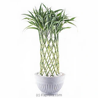 Sandriyana Decorative Plant  Online for none