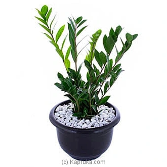 Zamioculcas (lucky Plant)  Online for none