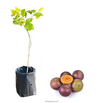 Uguressa Plant Buy Household Gift Items Online for specialGifts