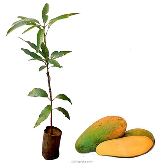 Vellai Kulamban Plant Buy Household Gift Items Online for specialGifts