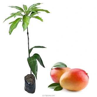 Vilad Mango Plant Buy Household Gift Items Online for specialGifts