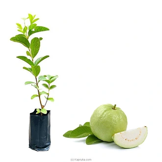 White Apple Guava Plant Buy Household Gift Items Online for specialGifts