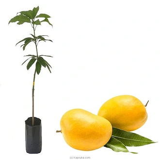 Alphonso Mango plant Buy Household Gift Items Online for specialGifts
