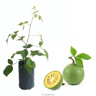 Beli Plant - Beal Fruit Plant Buy Household Gift Items Online for specialGifts
