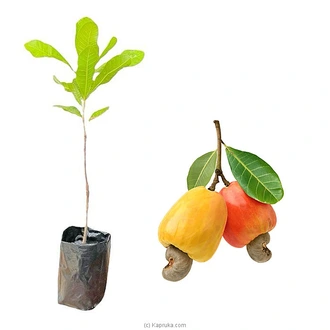 Cashew Plant Buy Household Gift Items Online for specialGifts