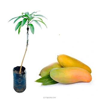 Karthakolomban Mango Plant Buy Household Gift Items Online for specialGifts