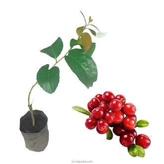 Lovi Plant Buy Household Gift Items Online for specialGifts