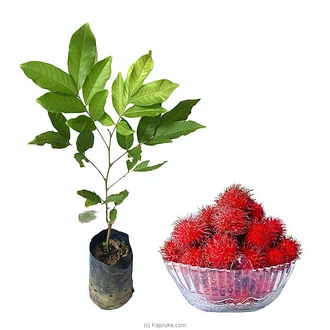 Malwana Rabutan Plant Buy Household Gift Items Online for specialGifts