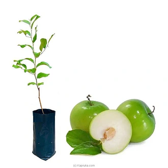 Masan plant ? Sri Lankan green apple Buy Household Gift Items Online for specialGifts