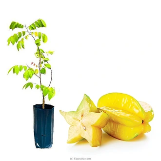 Pani Kamaraga - Star Fruit Plant Buy Household Gift Items Online for specialGifts