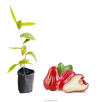 Jamboo - Rose Apple Plant Buy Household Gift Items Online for specialGifts