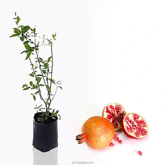 Pomegranate (Delum) plant Buy Household Gift Items Online for specialGifts