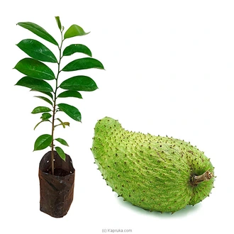 Soursop (Katu Athta) plant Buy Household Gift Items Online for specialGifts