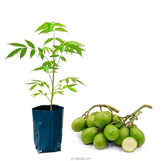 June plum (Ambaralla) plant Buy Household Gift Items Online for specialGifts