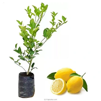 Lemon plant Buy Household Gift Items Online for specialGifts