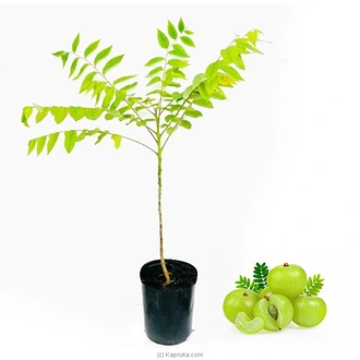Amla (Nelli) plant Buy Household Gift Items Online for specialGifts