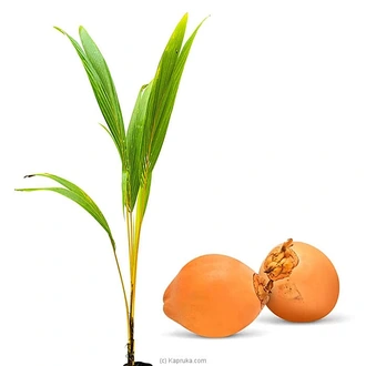 King coconut (Thambili) plant Buy Household Gift Items Online for specialGifts