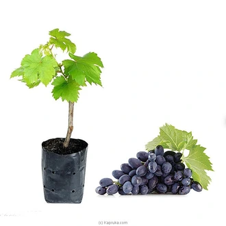 Grapes (midi) plant Buy Household Gift Items Online for specialGifts
