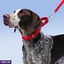 PET ACCESSORIES ef_pc_petc0v671p00155 in Sri Lanka