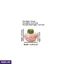 Home Decor and Accessories ef_pc_home0v2762pod00078 in Sri Lanka