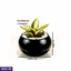 Home Decor and Accessories ef_pc_home0v2762pod00089 in Sri Lanka