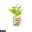 Home Decor and Accessories ef_pc_home0v2762pod00093 in Sri Lanka