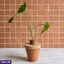 Home Decor and Accessories ef_pc_home0v2790pod00007 in Sri Lanka