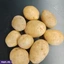 VEGETABLES ef_pc_vege0v5225pod00006 in Sri Lanka