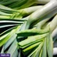 VEGETABLES ef_pc_vege0v5225pod00018 in Sri Lanka