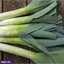 VEGETABLES ef_pc_vege0v5225pod00018 in Sri Lanka