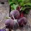 VEGETABLES ef_pc_vege0v5225pod00019 in Sri Lanka