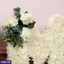 Flowers ef_pc_flow0v5298pod00006p in Sri Lanka
