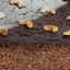 Cakes cakecbm0122 in Sri Lanka
