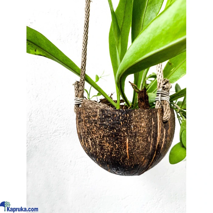 Home Decor and Accessories ef_pc_home0v1793p00010 in Sri Lanka