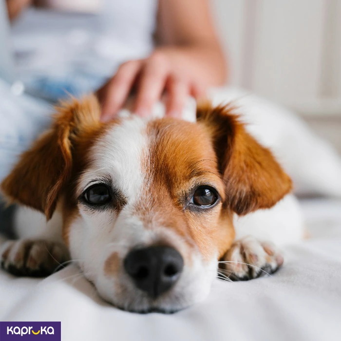 Photography ef_pc_serv0v1894p00007 in Sri Lanka